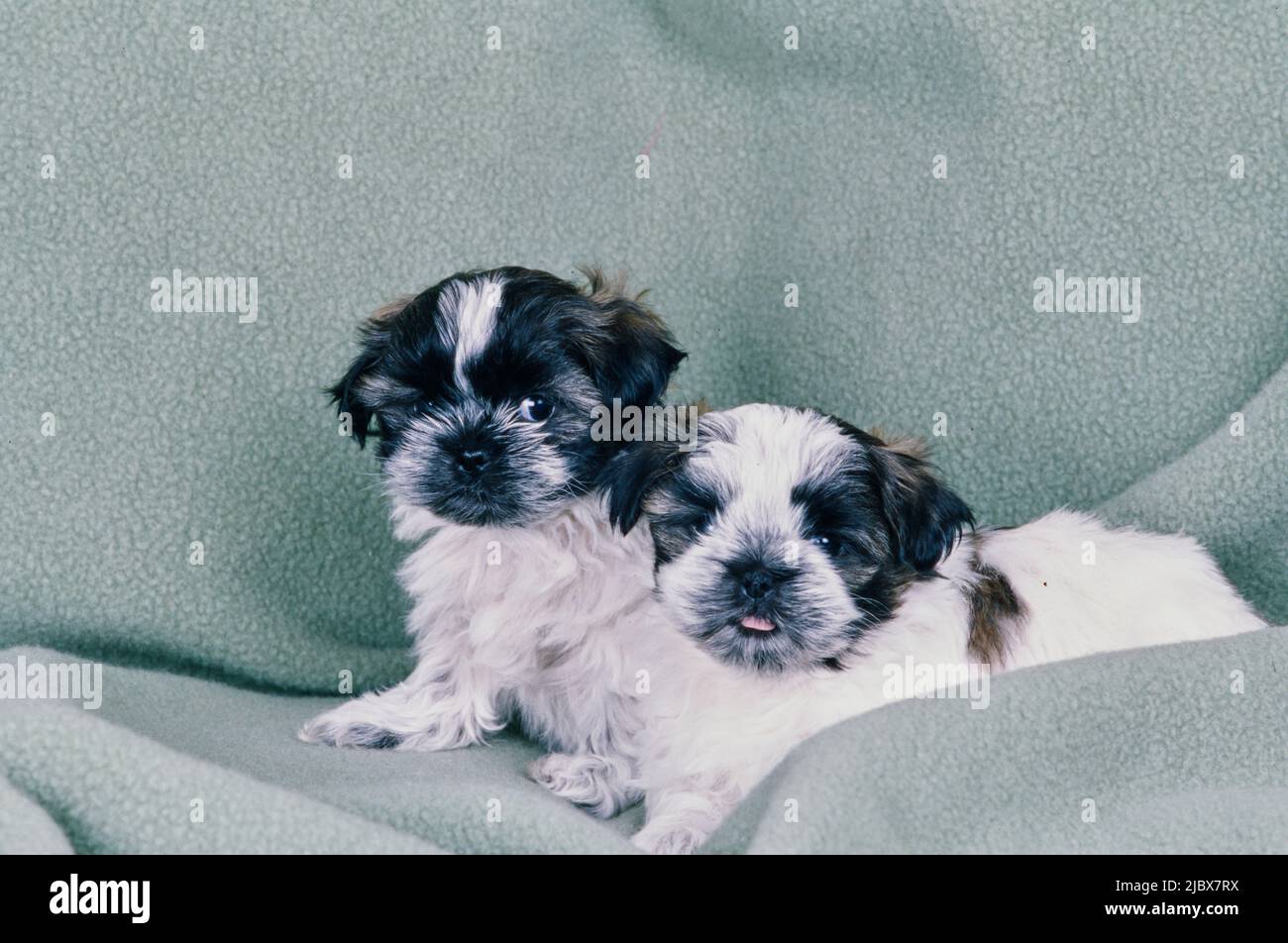 Shih Tzu puppies on a blanket Stock Photo Alamy