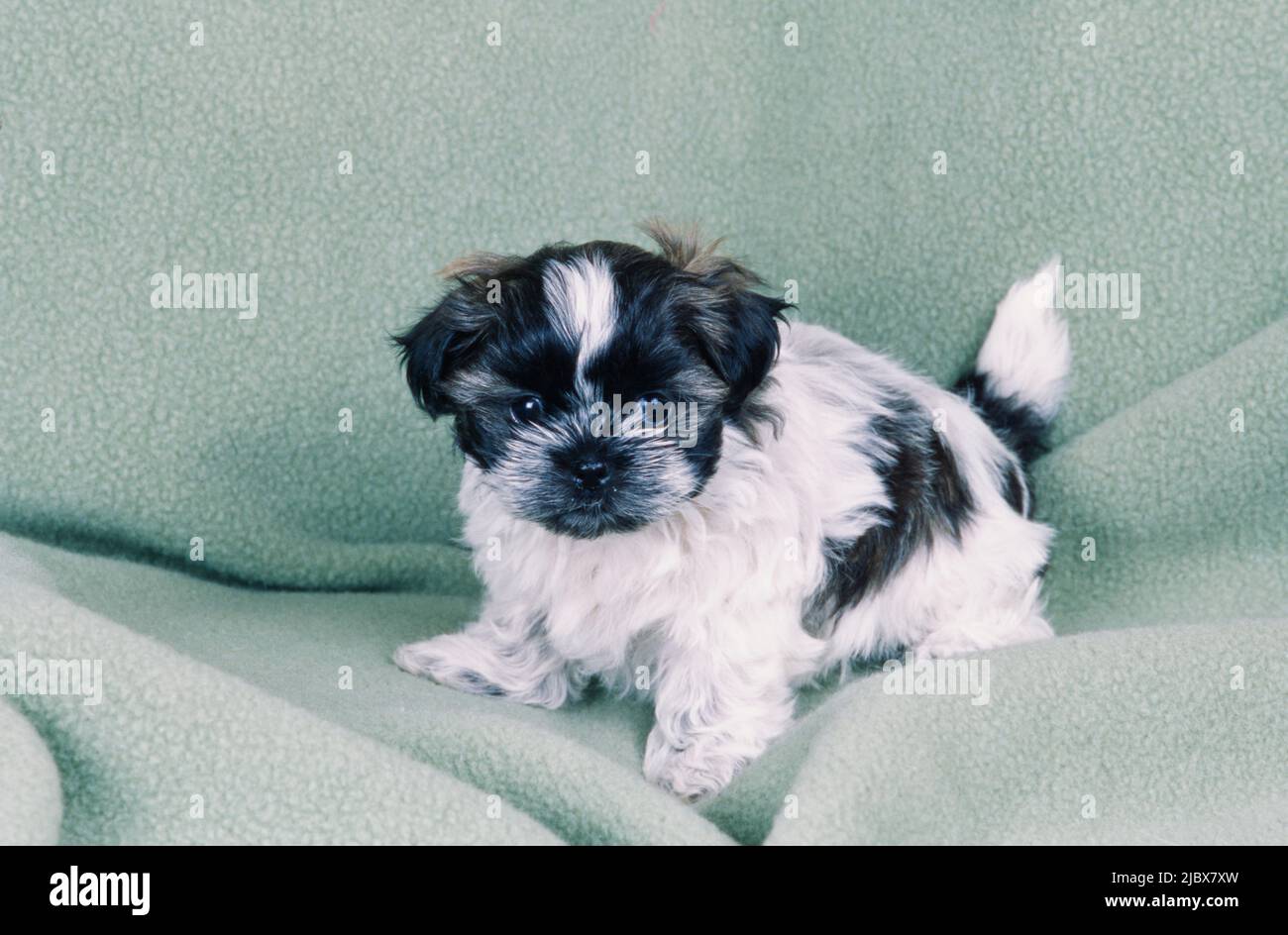 Dog Shih Tzu Pattern Print Blanket