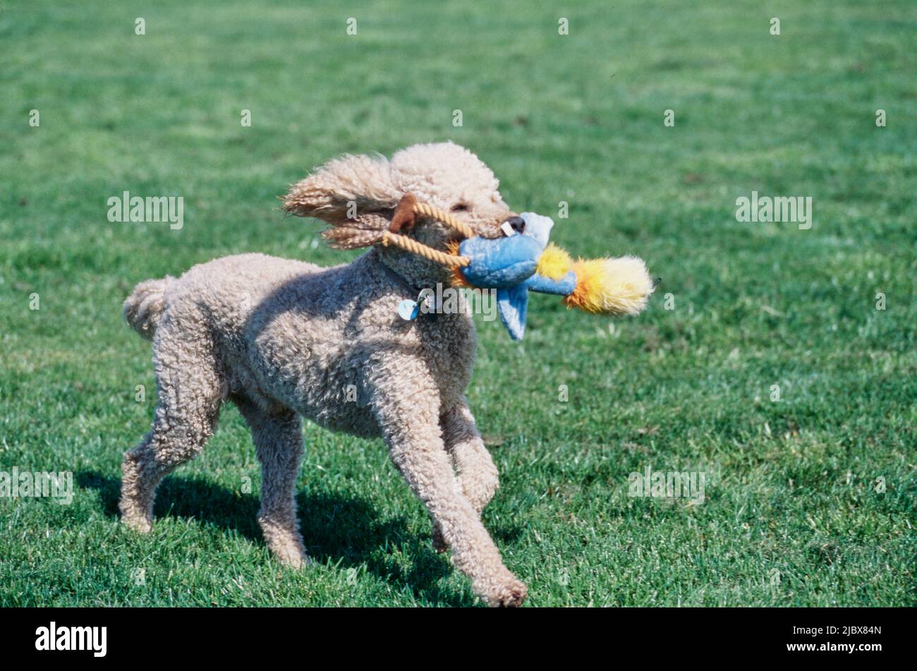 are standard poodles mouthy