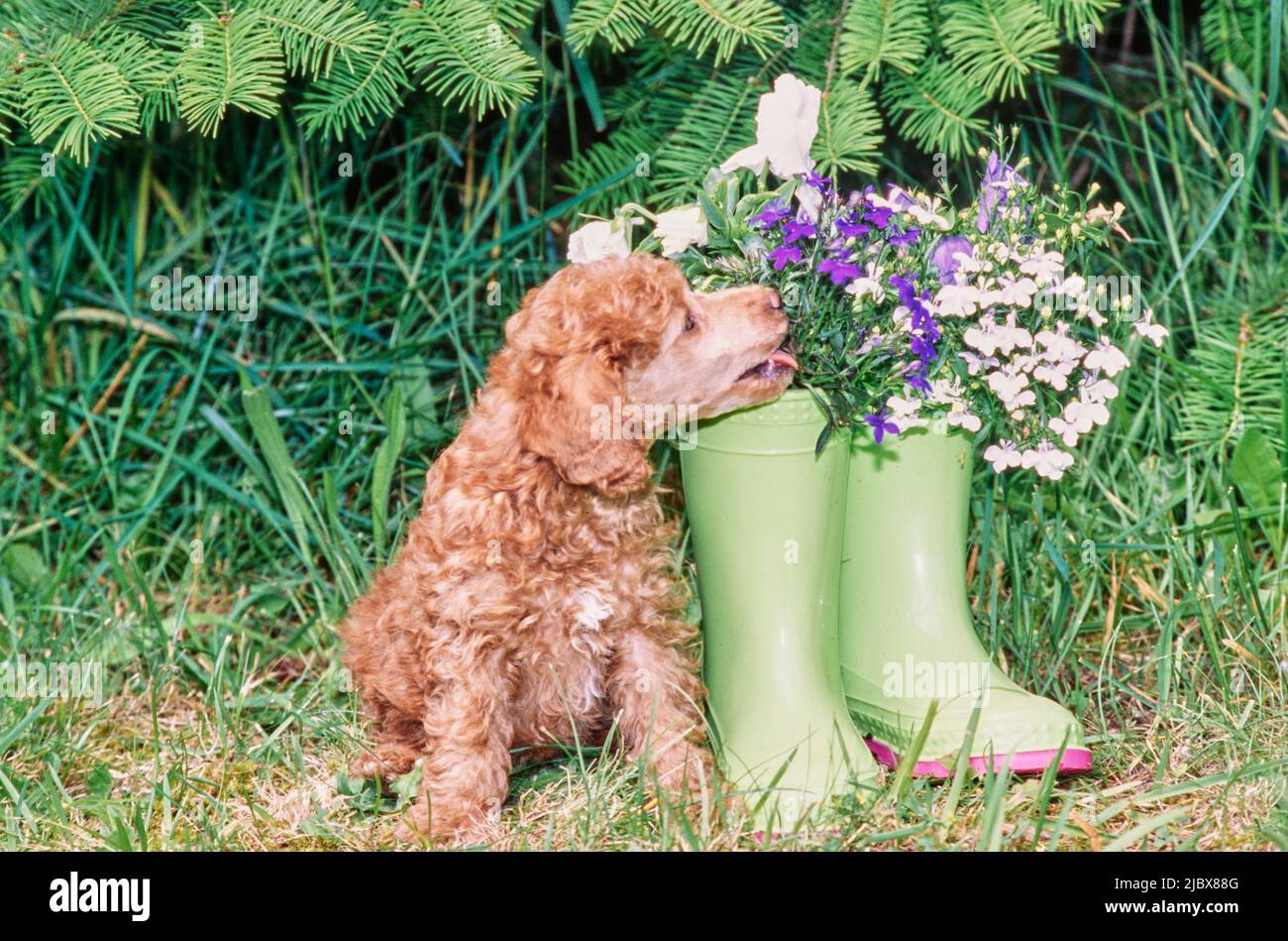 A standard poodle puppy sitting next to a pair of boots with flowers in
