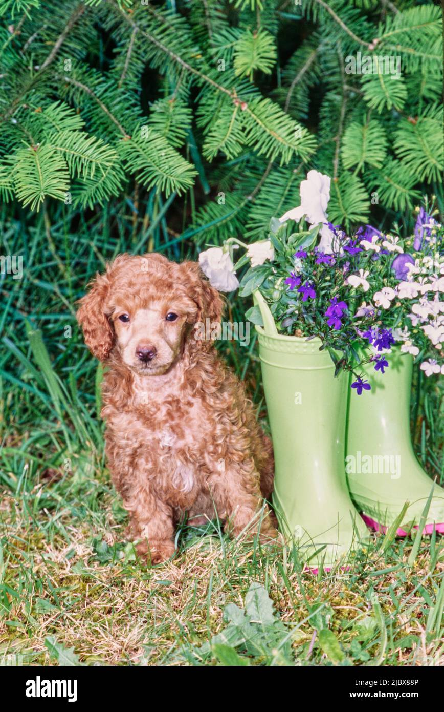 A standard poodle puppy sitting next to a pair of boots with flowers in