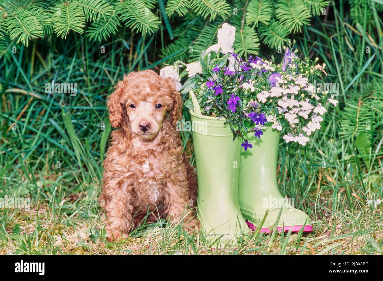 A standard poodle puppy sitting next to a pair of boots with flowers in
