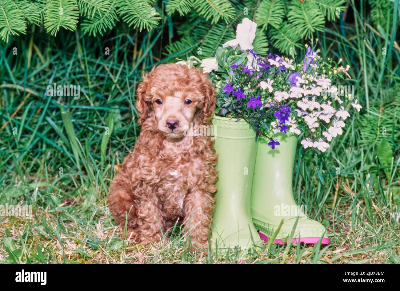 Poodle ugg boots deals