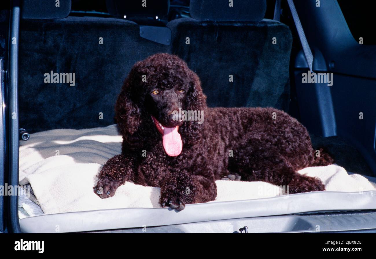 A standard poodle laying on a dog bed in the back of a vehicle Stock