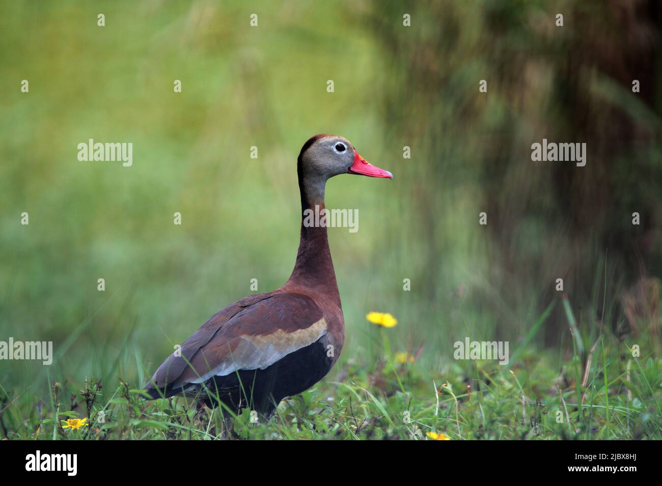 Black-bellied Whistling Duck and Yellow Flowers Stock Photo