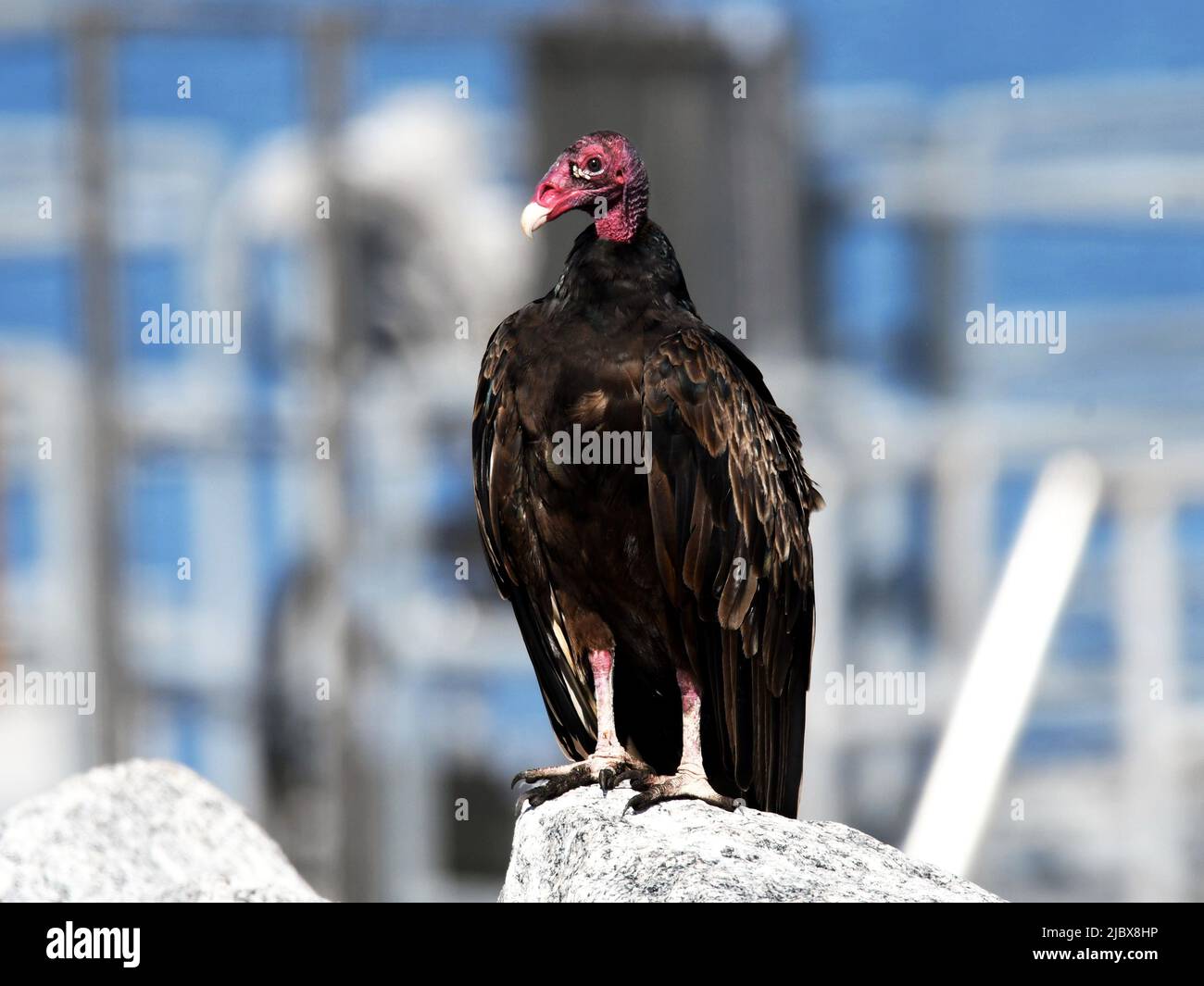Big Turkey Vulture Stock Photo