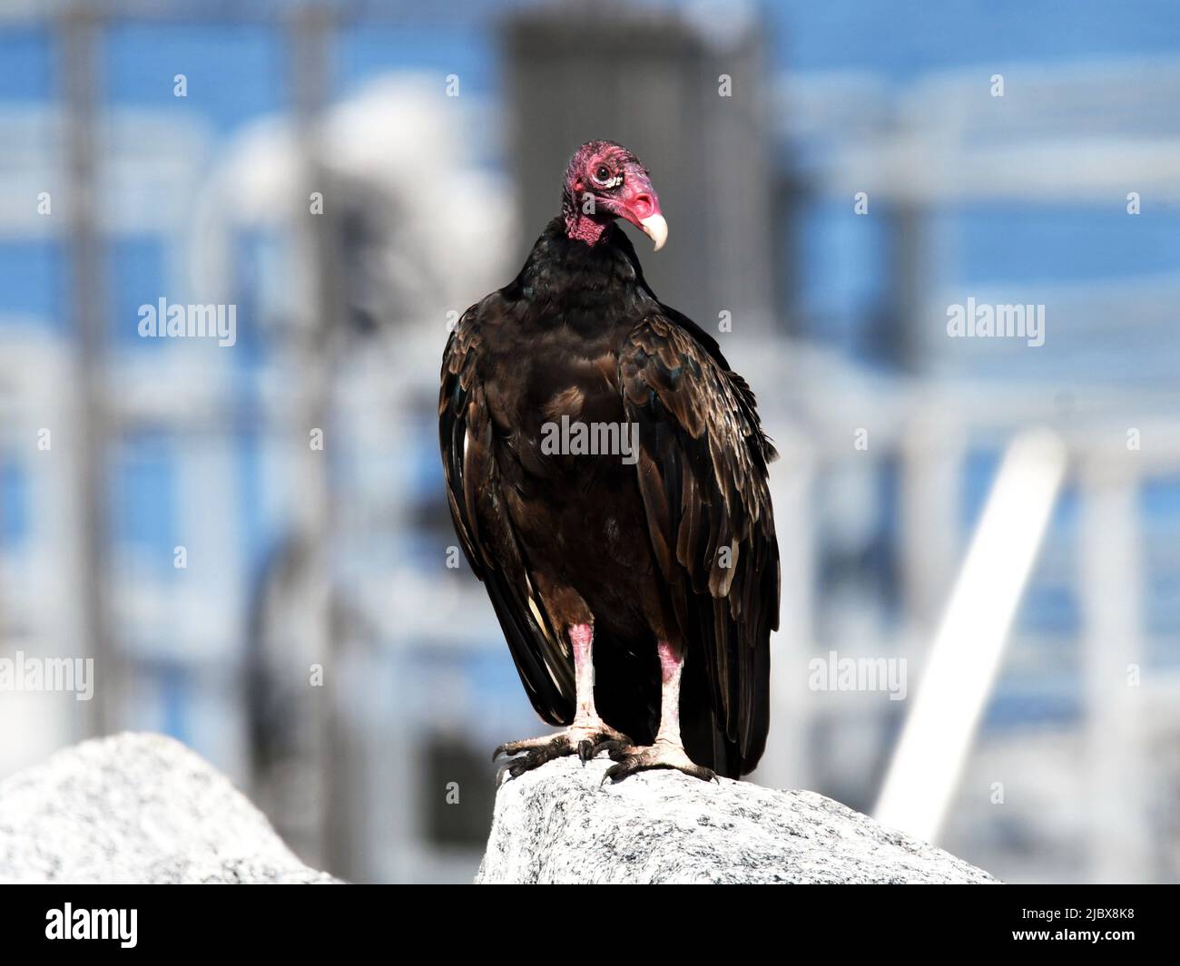 Turkey Vulture On Stone Stock Photo