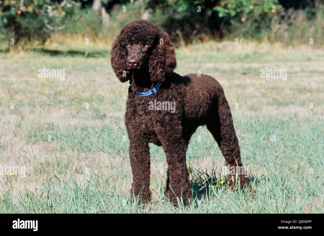A standard poodle standing in a field of grass Stock Photo - Alamy