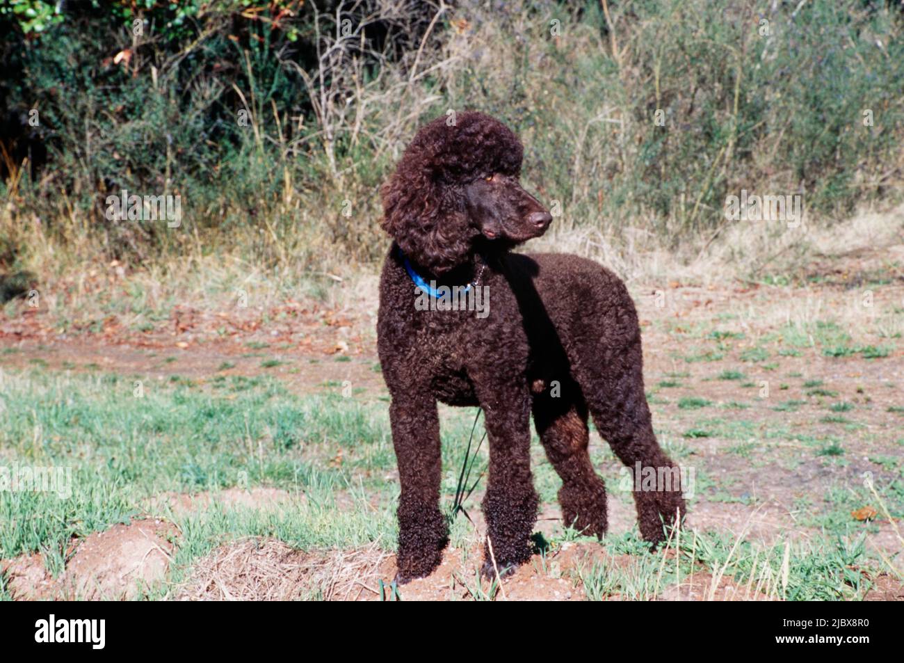A standard poodle standing on a path Stock Photo - Alamy