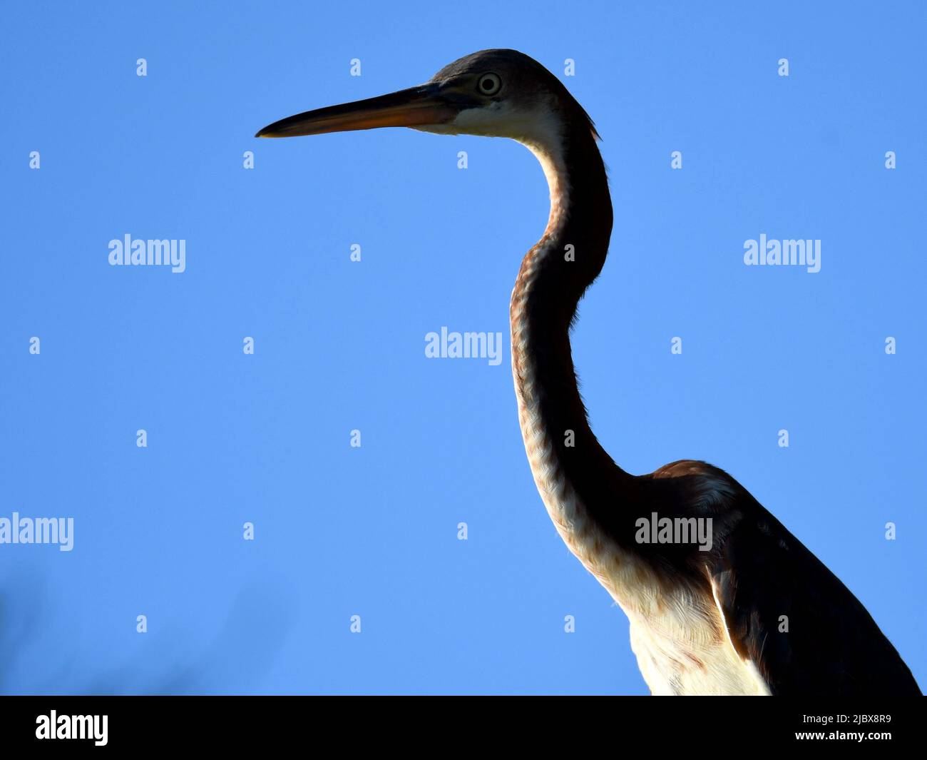 Picture of A Tri-colored Heron Stock Photo