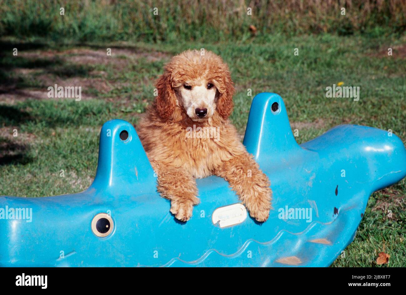 A standard poodle puppy resting its paws on a blue toy Stock Photo