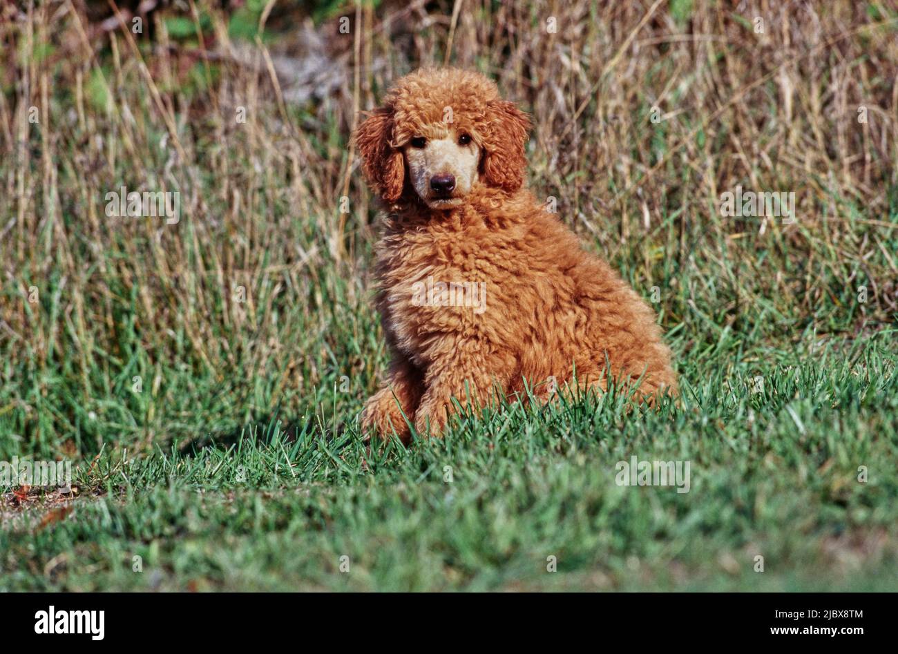 A standard poodle puppy sitting in grass Stock Photo Alamy