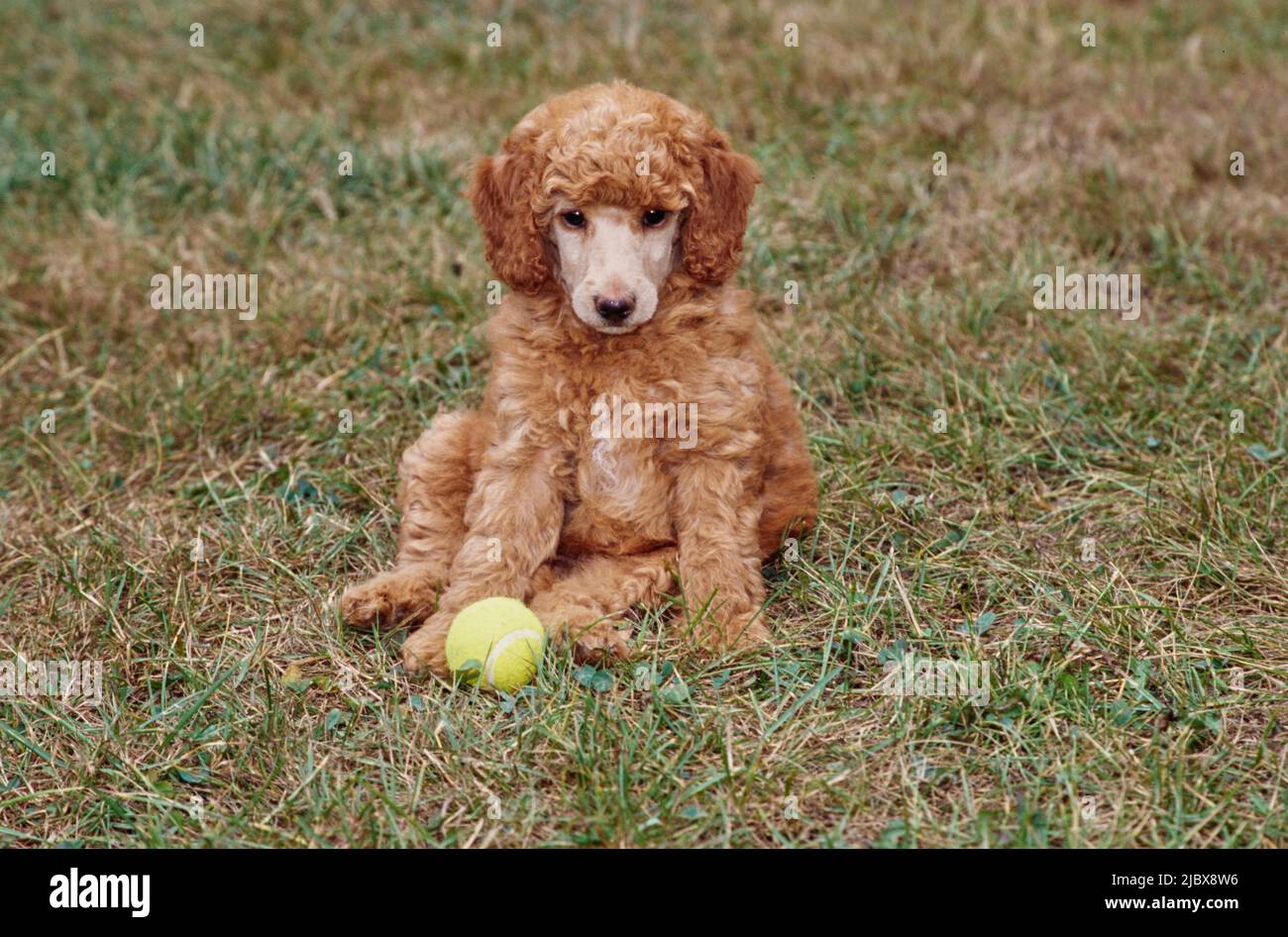 A standard poodle puppy sitting in grass with a tennis ball Stock Photo ...