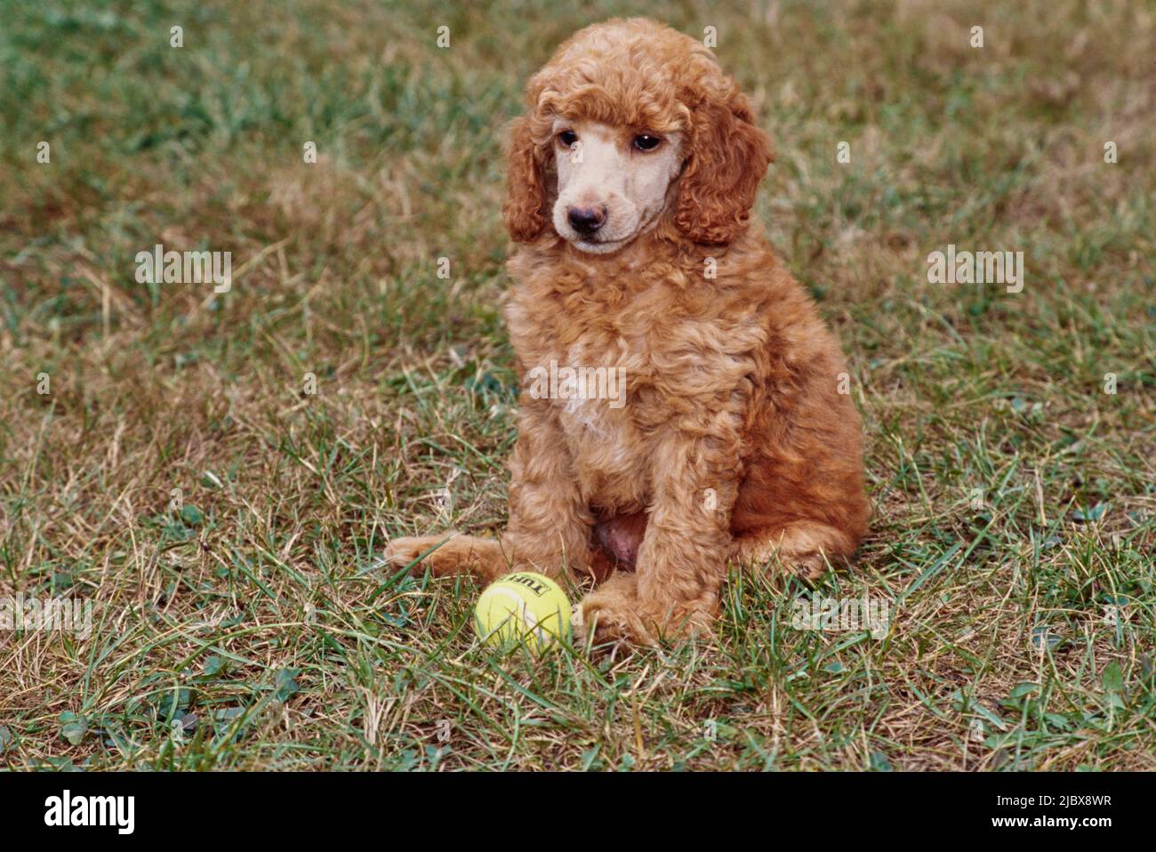 A standard poodle puppy sitting in grass with a tennis ball Stock Photo ...