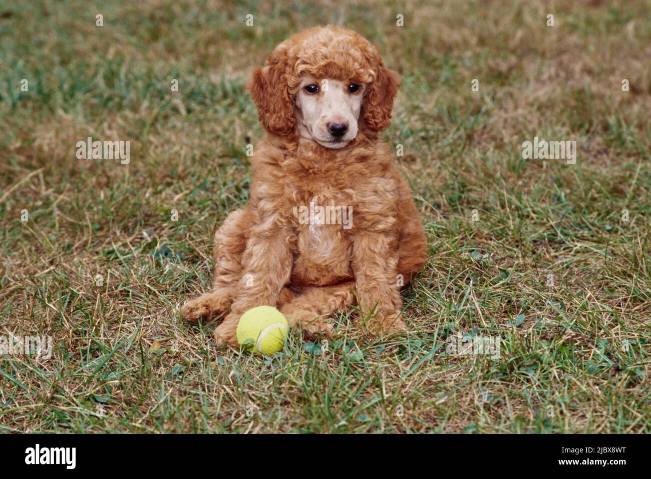 A standard poodle puppy sitting in grass with a tennis ball Stock Photo ...