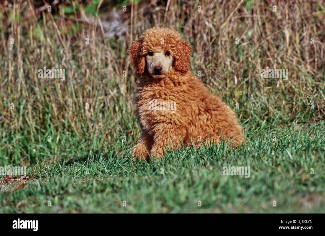 A standard poodle puppy sitting in grass Stock Photo - Alamy