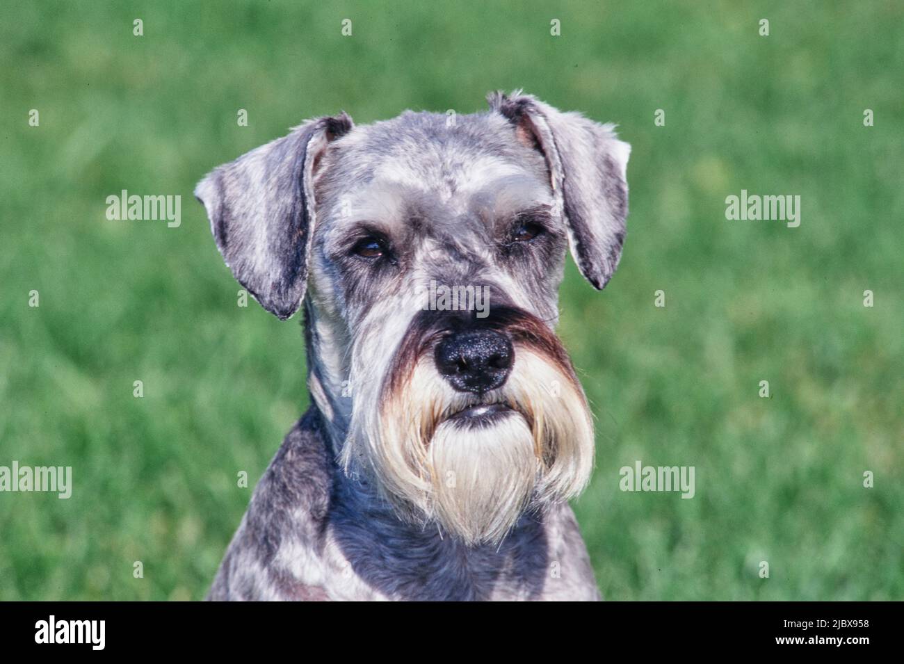 Wire haired pinscher hi res stock photography and images Alamy