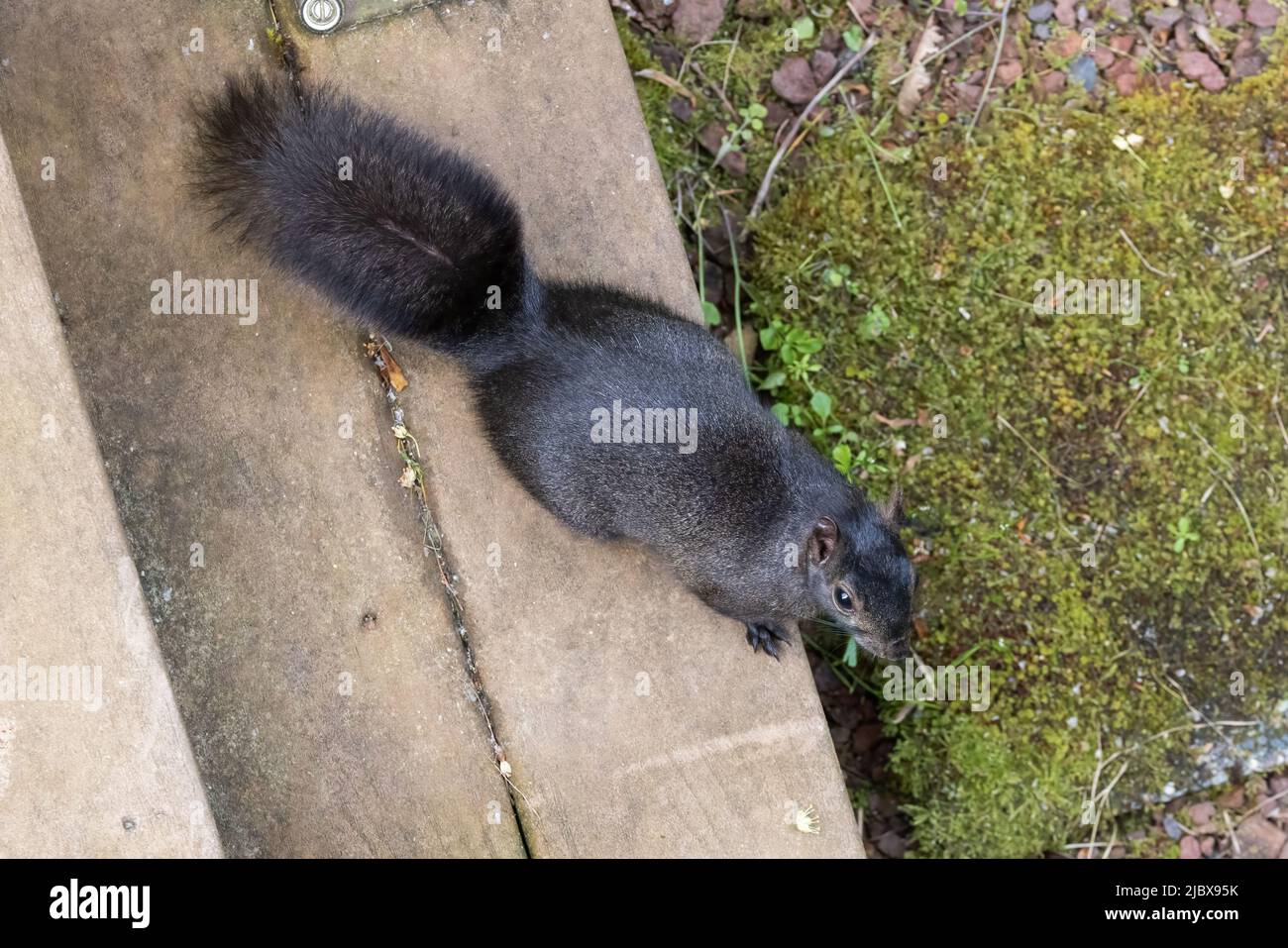 A black eastern gray squirrel (Sciurus carolinensis) as seen from above