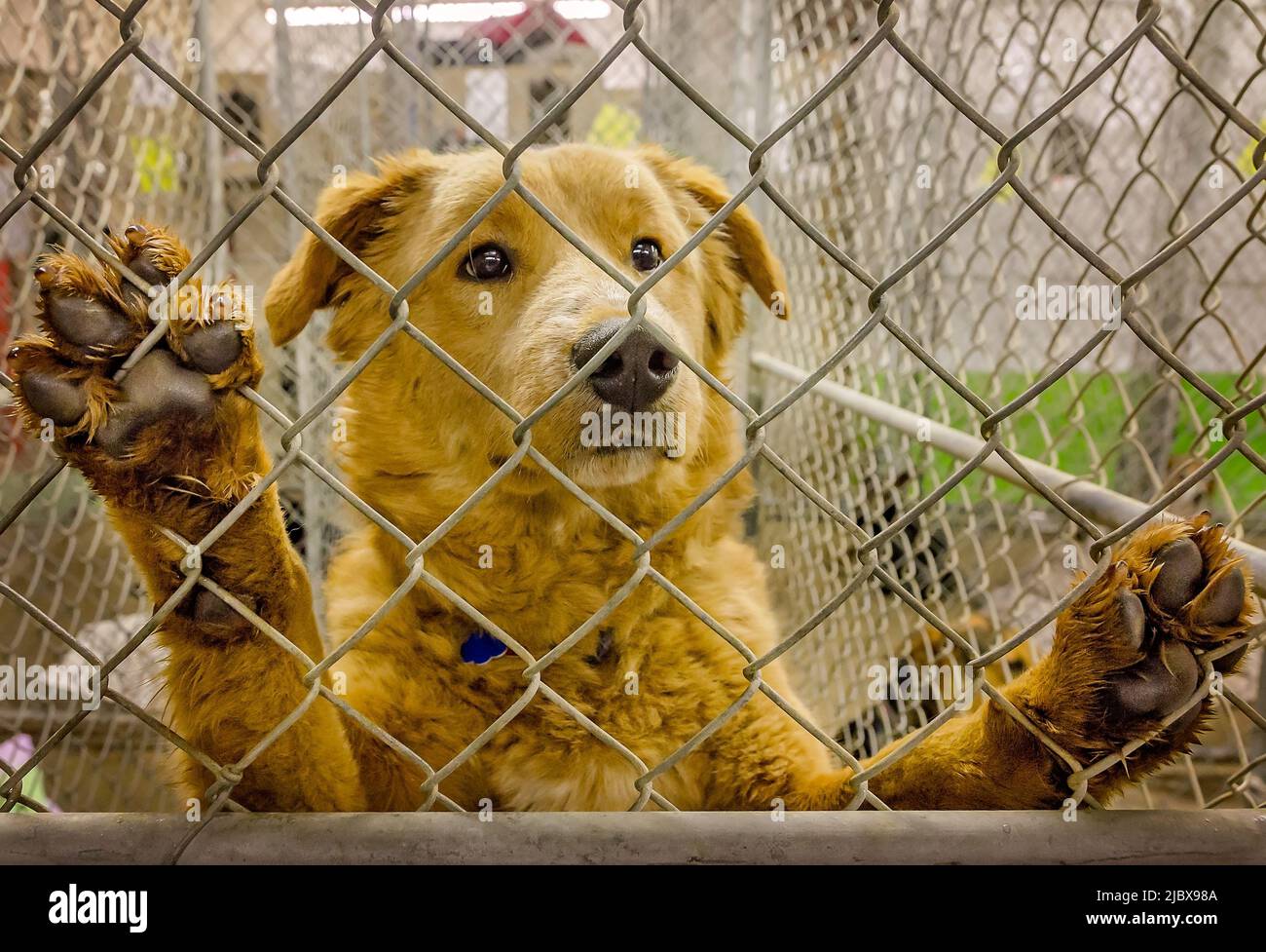 A stray dog tries to catch a potential adopter’s attention at an animal shelter, March 8, 2012, in Columbus, Mississippi. Stock Photo