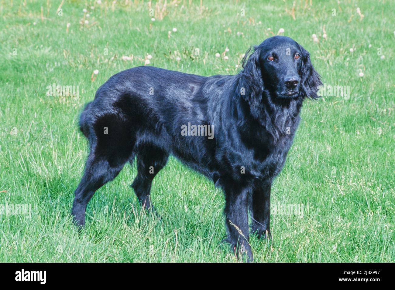 A flat-coated retriever standing on green grass Stock Photo