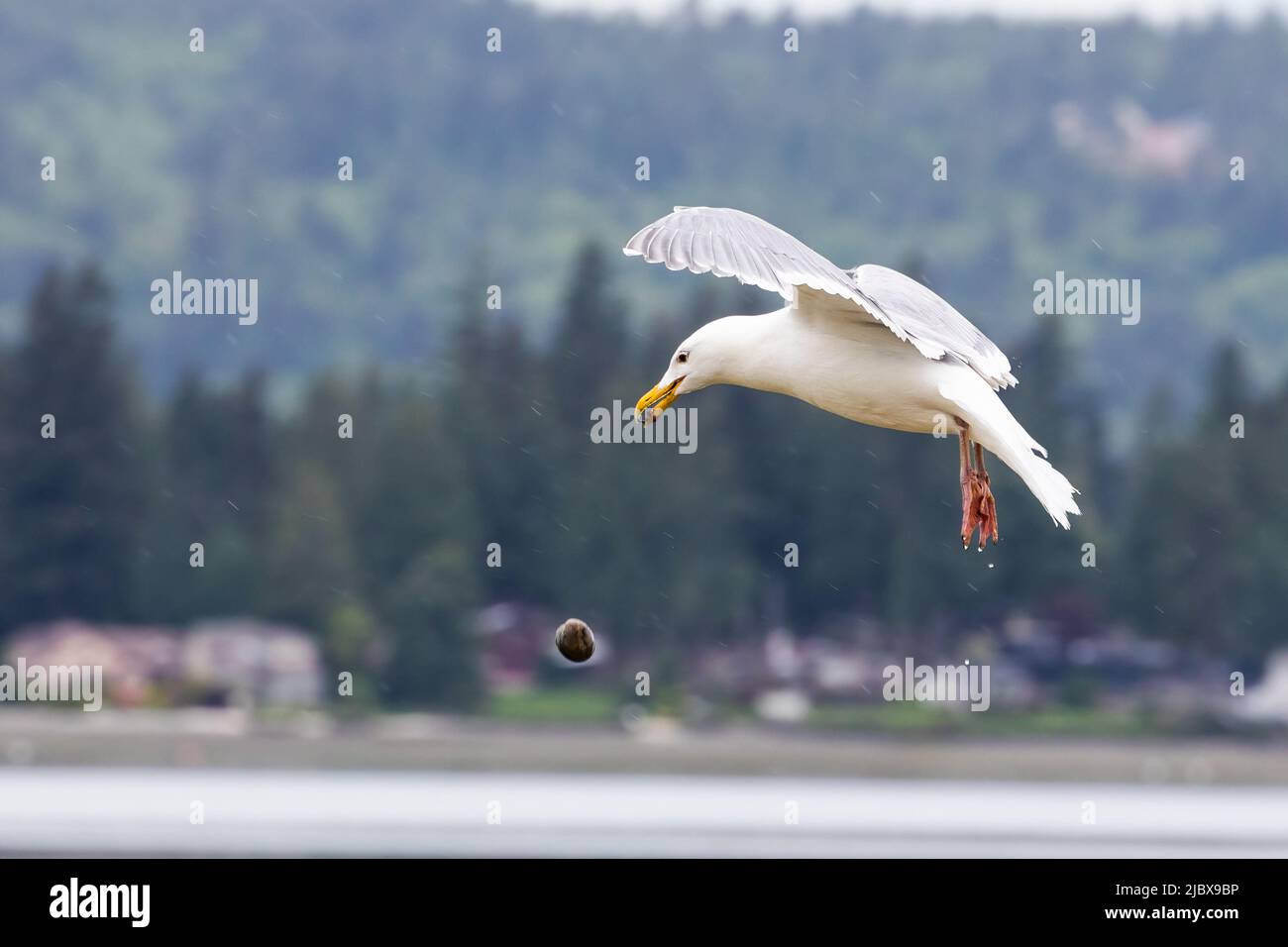 A gull in flight dropping a clam to break it open in Bremerton, Washington. Stock Photo