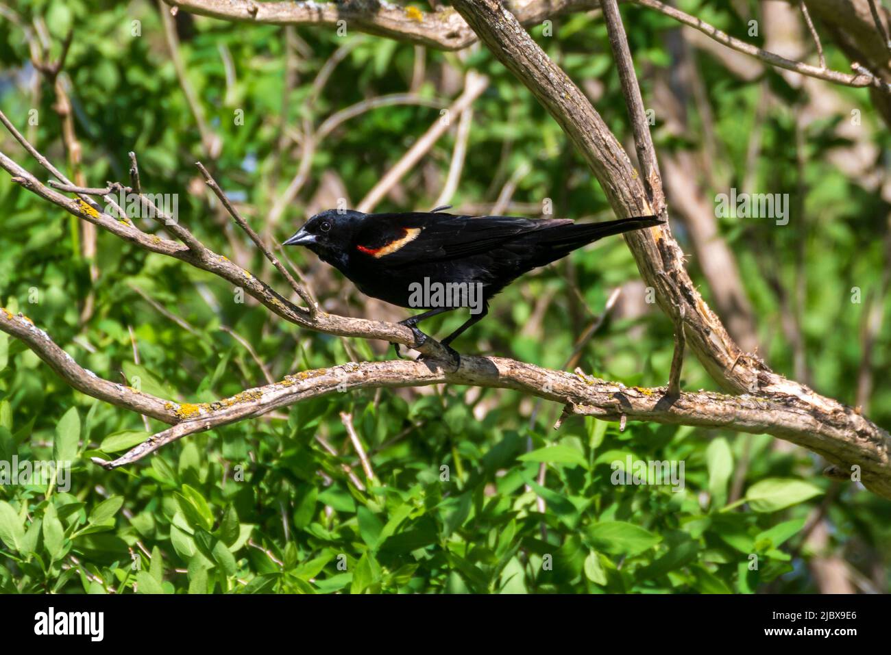 Redwinged Blackbird, Agelaius phoeniceus, male perched on dead tree branch. Stock Photo