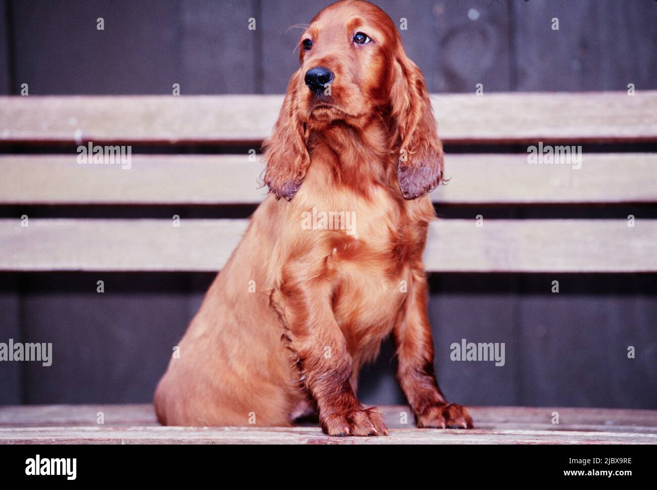 An Irish setter puppy sitting on a bench Stock Photo Alamy