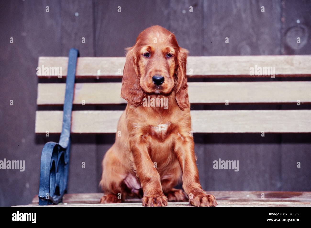 An Irish setter puppy sitting on a bench Stock Photo Alamy