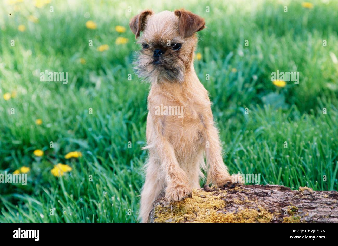 A Brussels Griffon with its paws on a tree stump with green grass and yellow flowers in the background Stock Photo