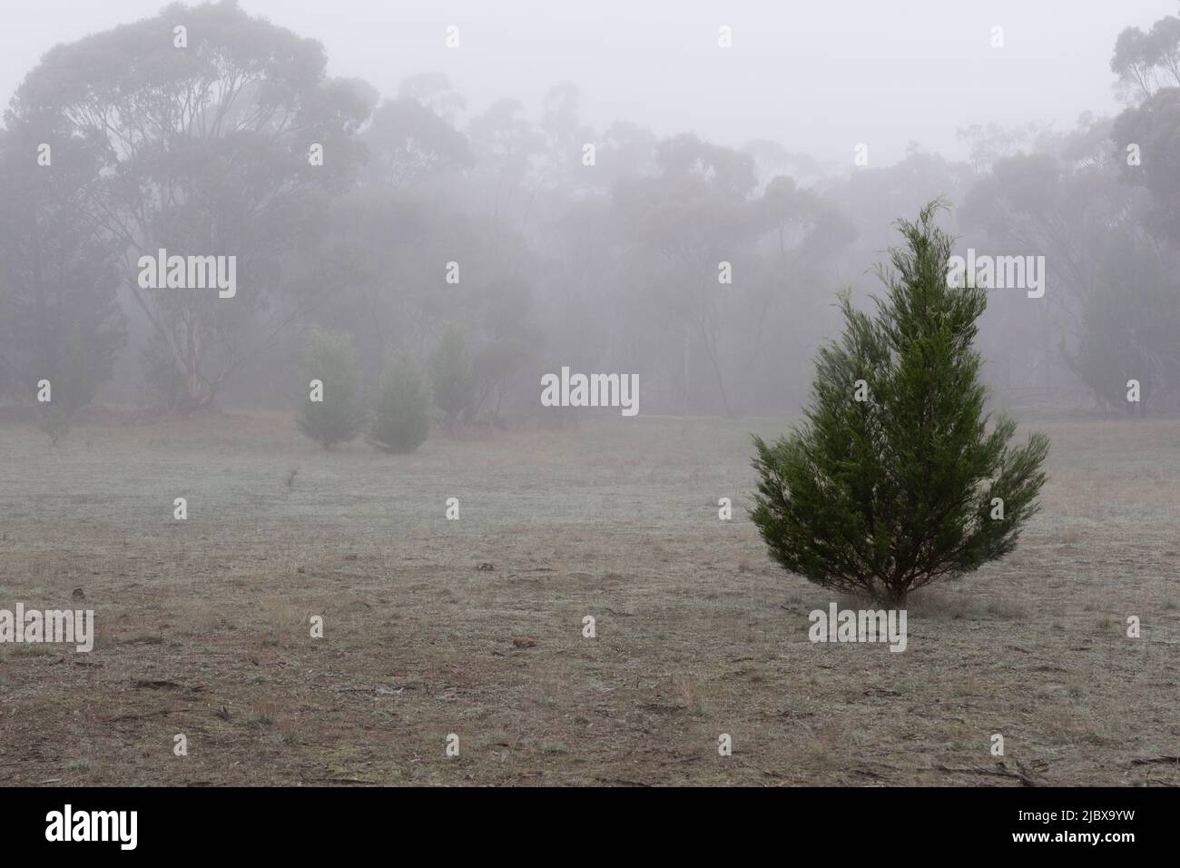 native pine foggy morning Stock Photo