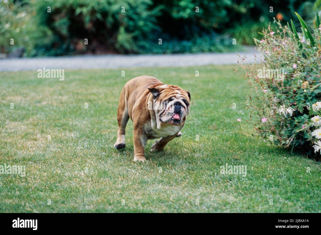 An English bulldog running through grass with white flower covered plant in the background Stock Photo