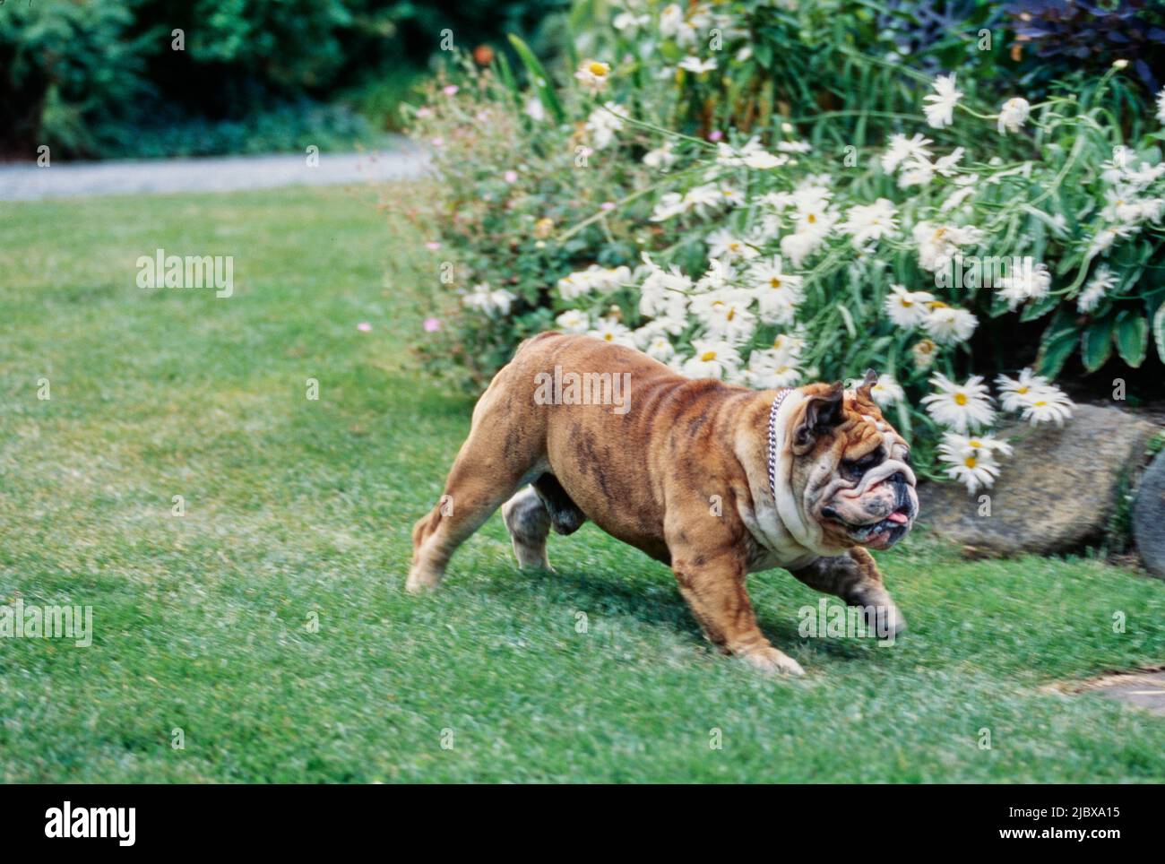 An English bulldog running through grass with white flower covered plant in the background Stock Photo