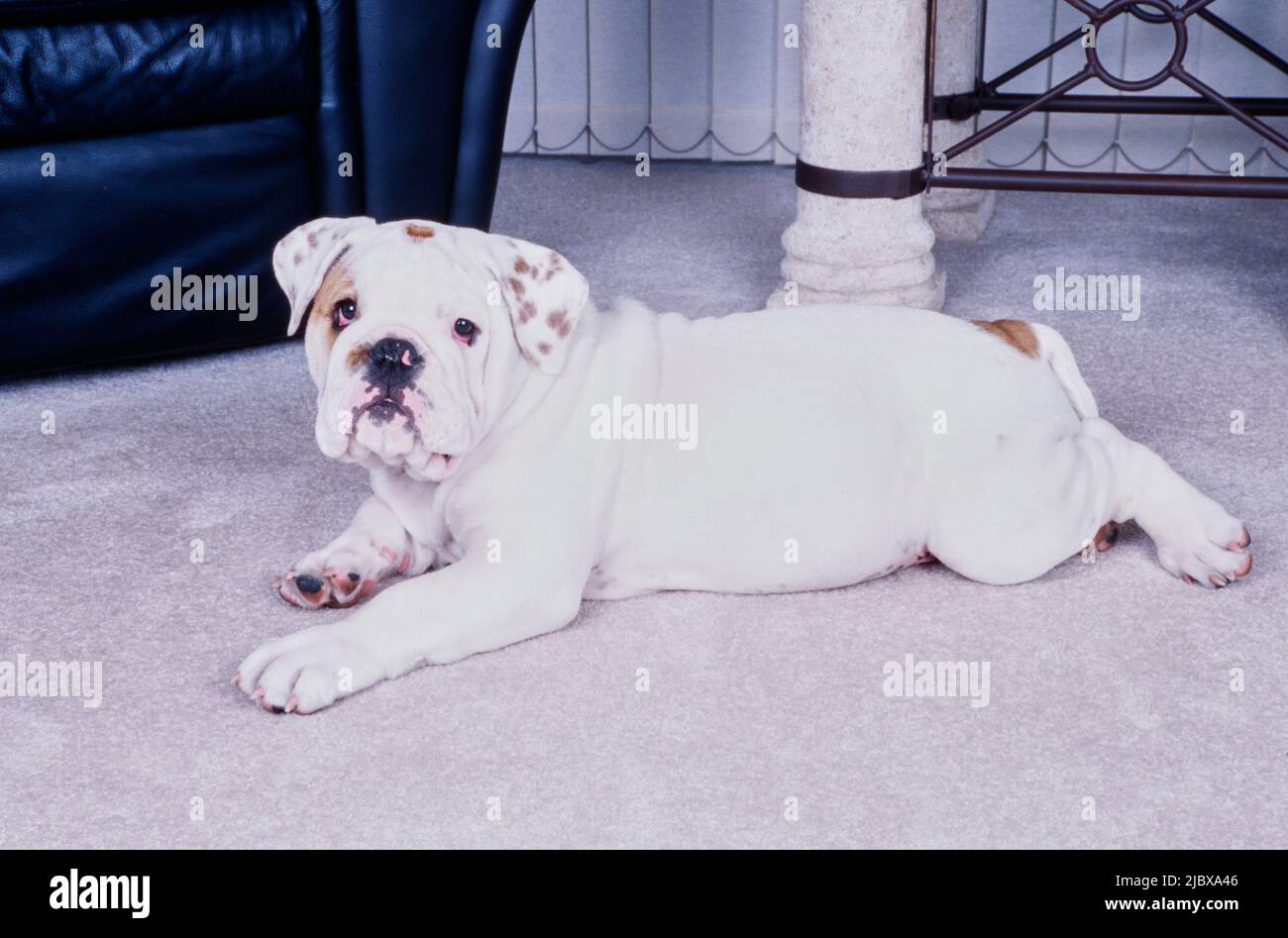 An English bulldog laying on white carpet Stock Photo - Alamy