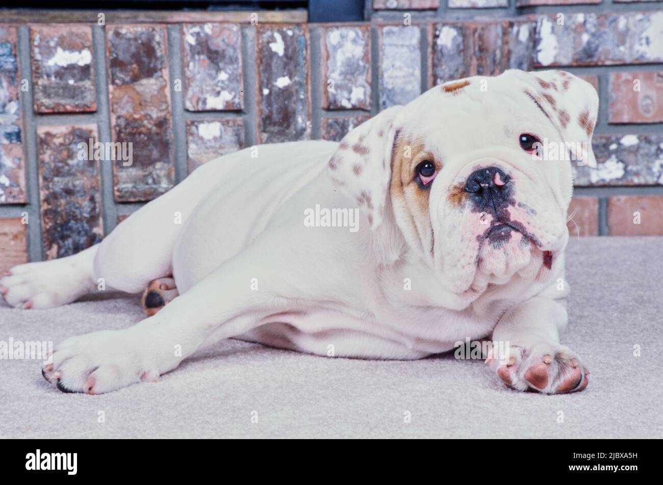 An English bulldog laying on white carpet Stock Photo - Alamy
