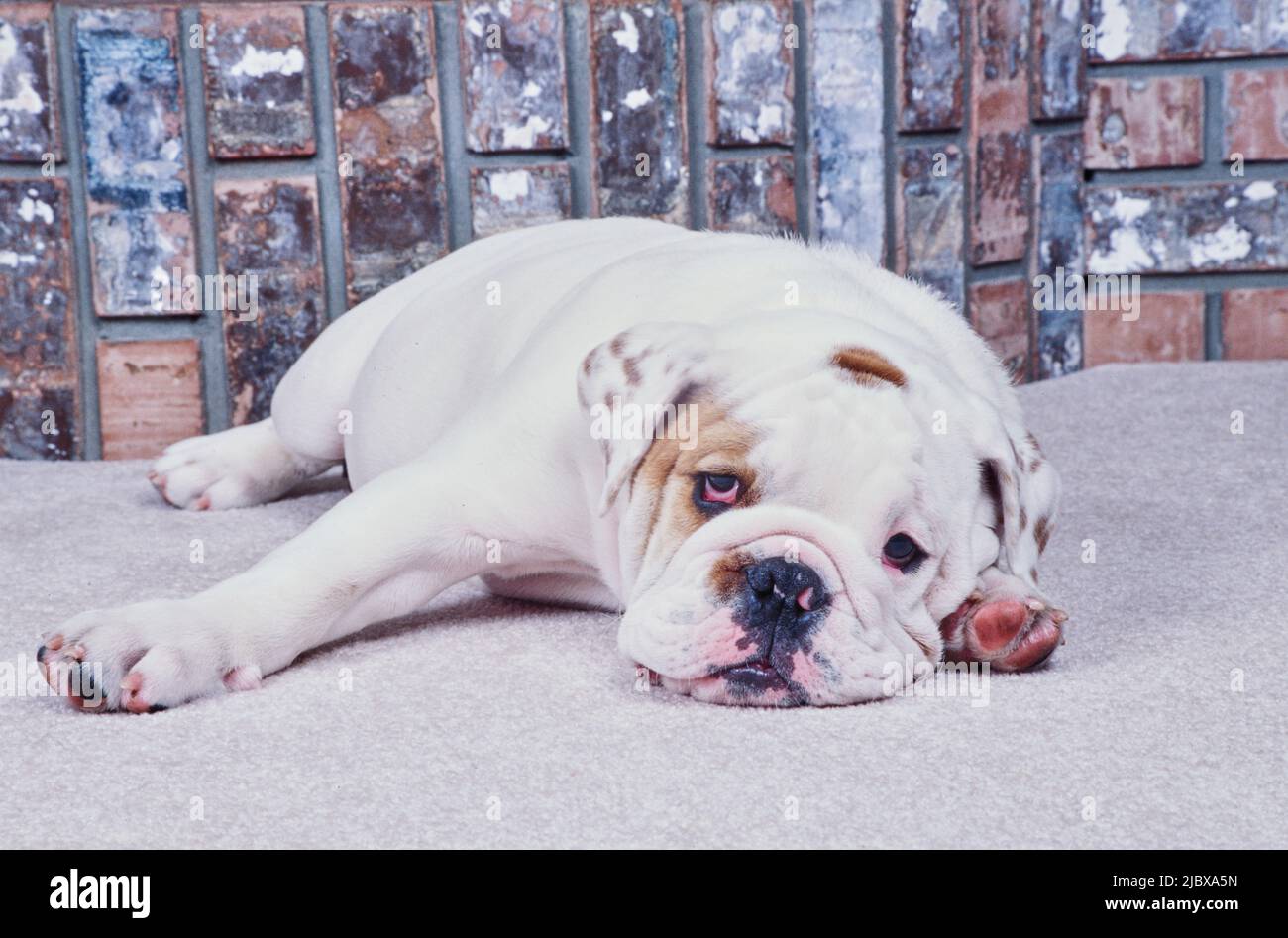 An English bulldog laying on white carpet Stock Photo - Alamy