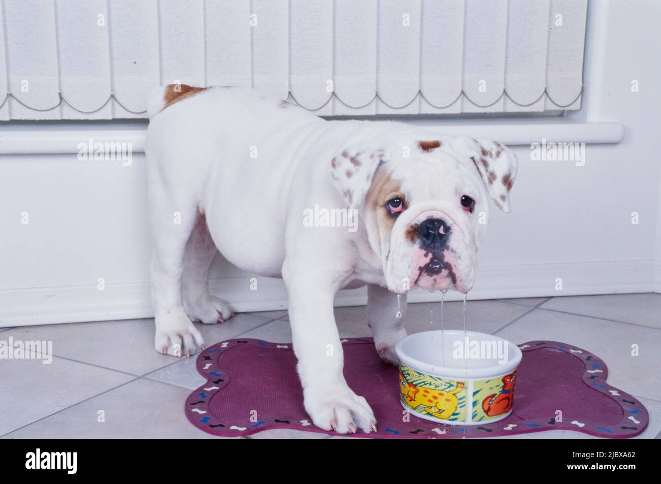An English bulldog with water dripping from its mouth after getting a drink Stock Photo Alamy