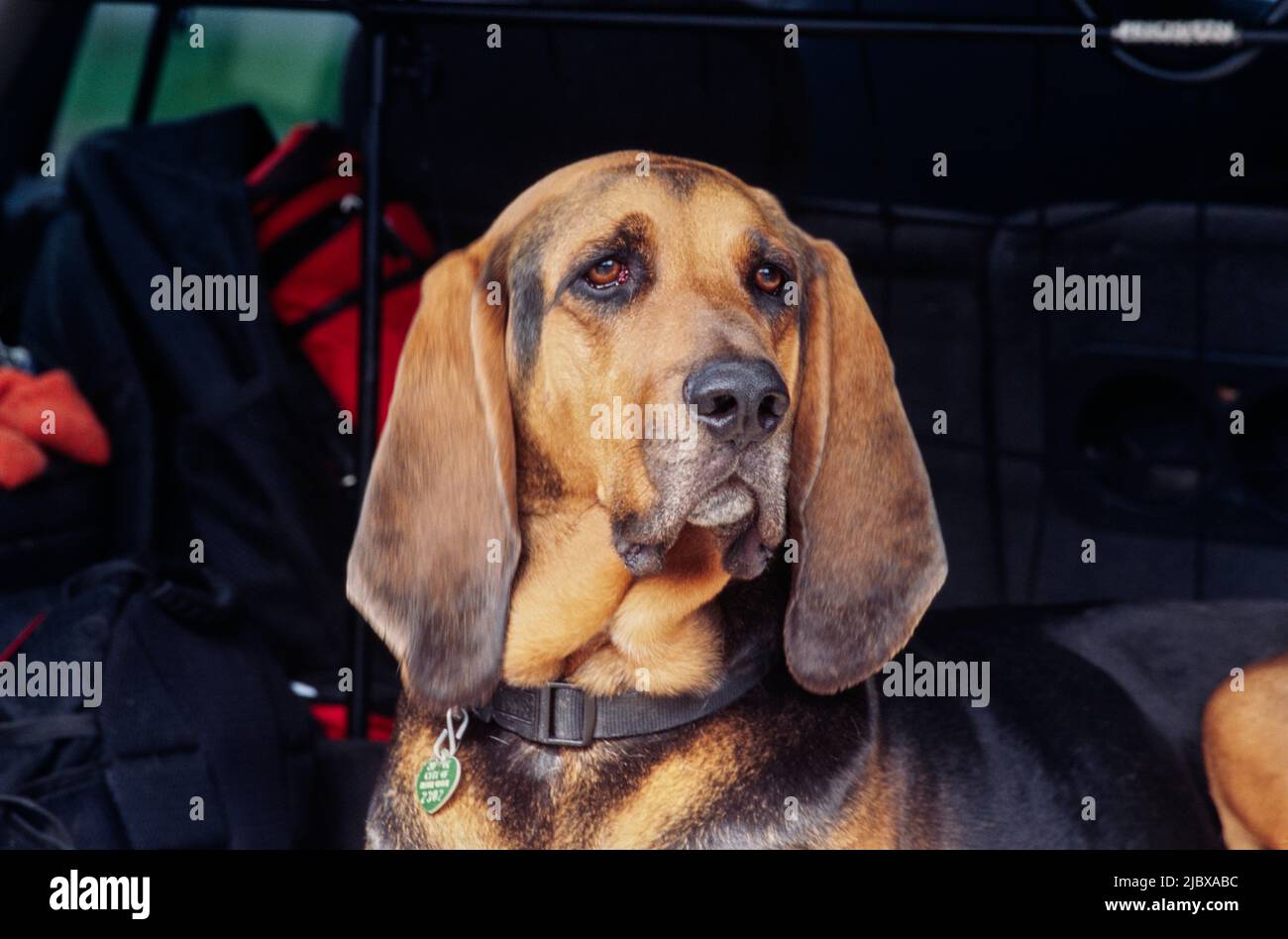 Close-up of a bloodhound's face Stock Photo