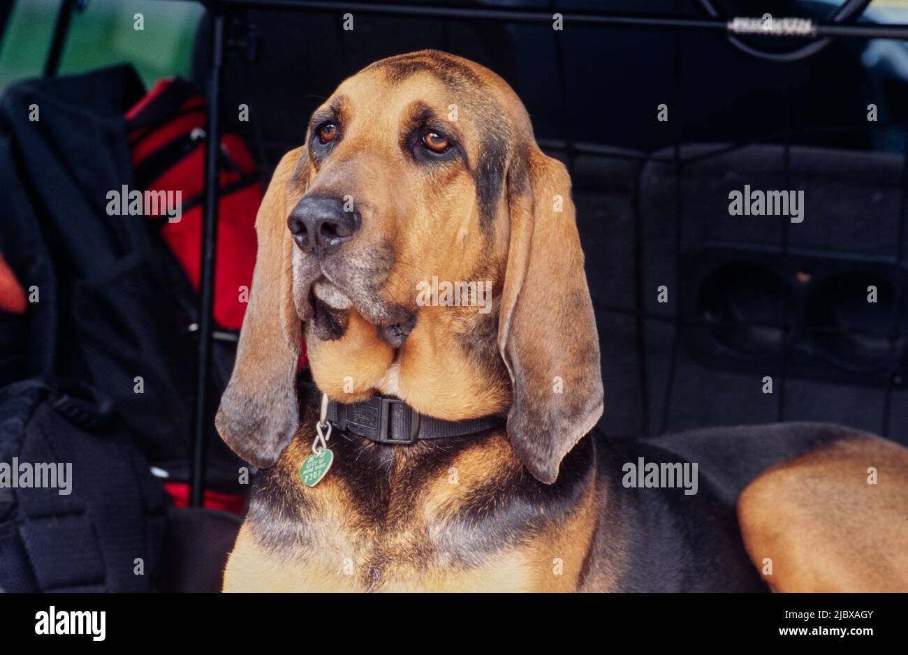 Close-up of a bloodhound's face Stock Photo