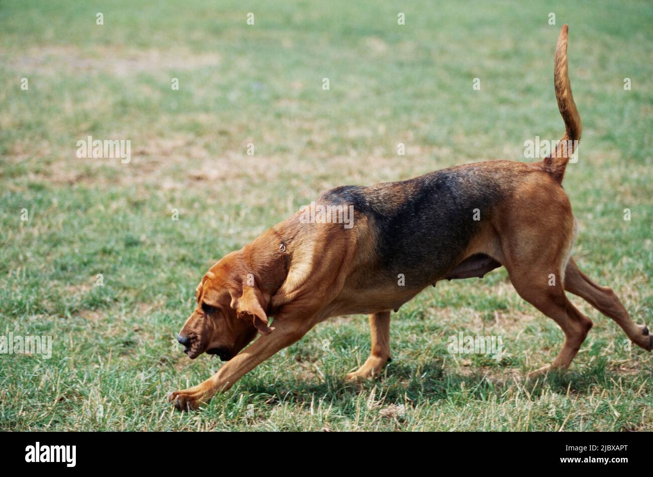 A bloodhound running through a grassy field Stock Photo - Alamy