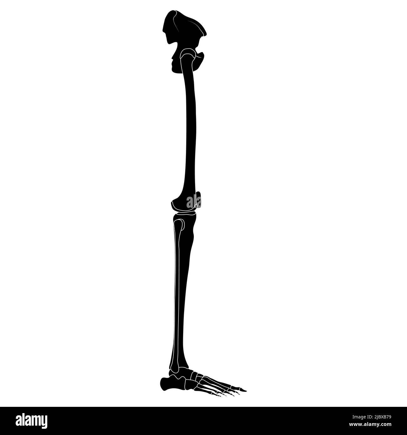 Skeleton Human leg with pelvis hip silhouette body bones - Thighs, femur, patella, tibia, fibula side view flat black color concept Vector illustration of anatomy isolated on white background Stock Vector