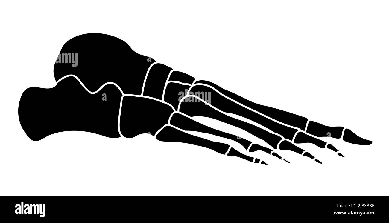 Skeleton Human foot silhouette body bones - side lateral view. Feet, ankle, tarsals metatarsals phalanges flat black color concept Vector illustration of anatomy isolated on white background Stock Vector