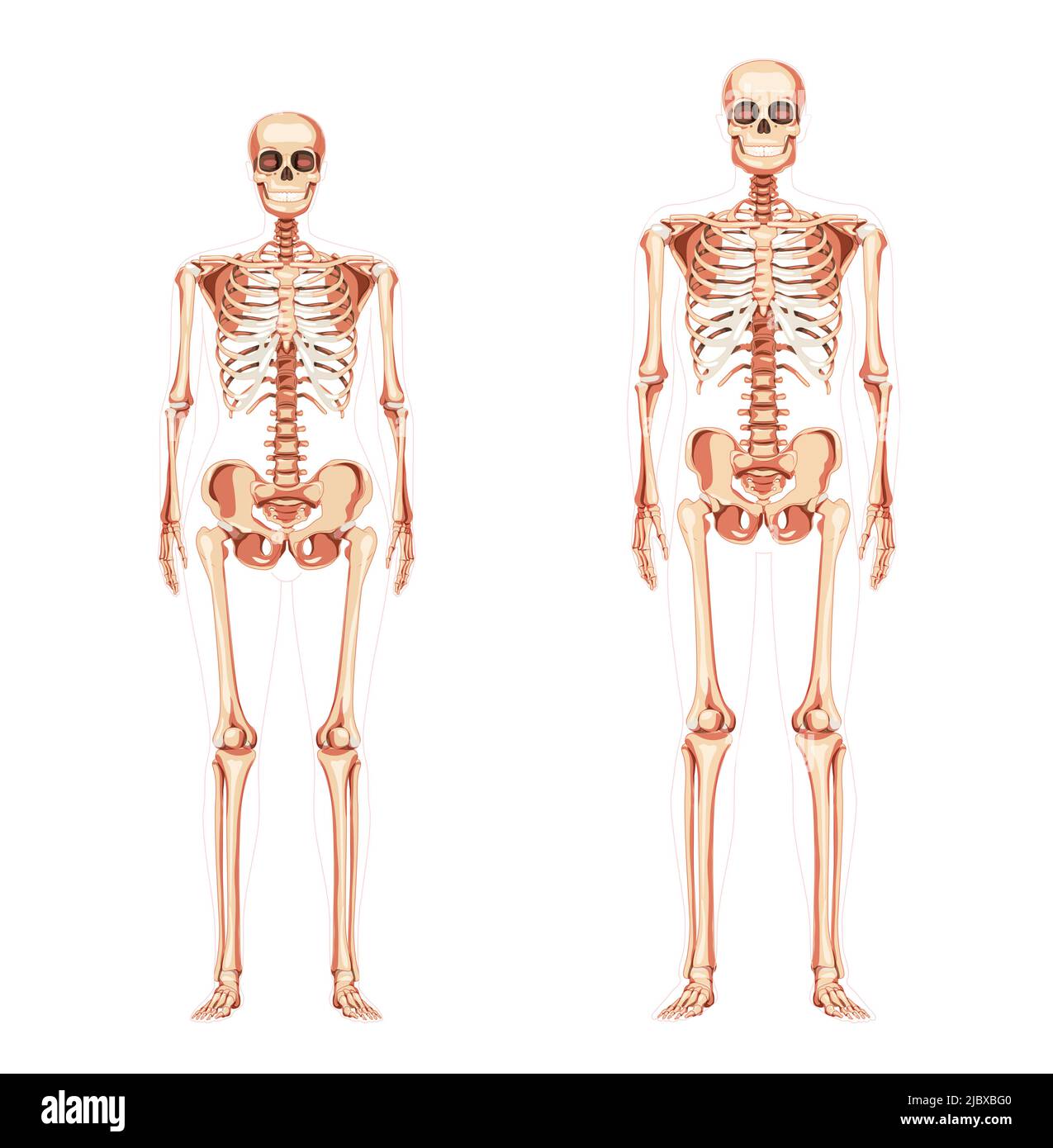 Set of Women and Men Skeleton Human body bones of male and female. Lady and gentlemen front view. 3D realistic concept flat girl and boy concept Vector illustration of anatomy isolated on white Stock Vector