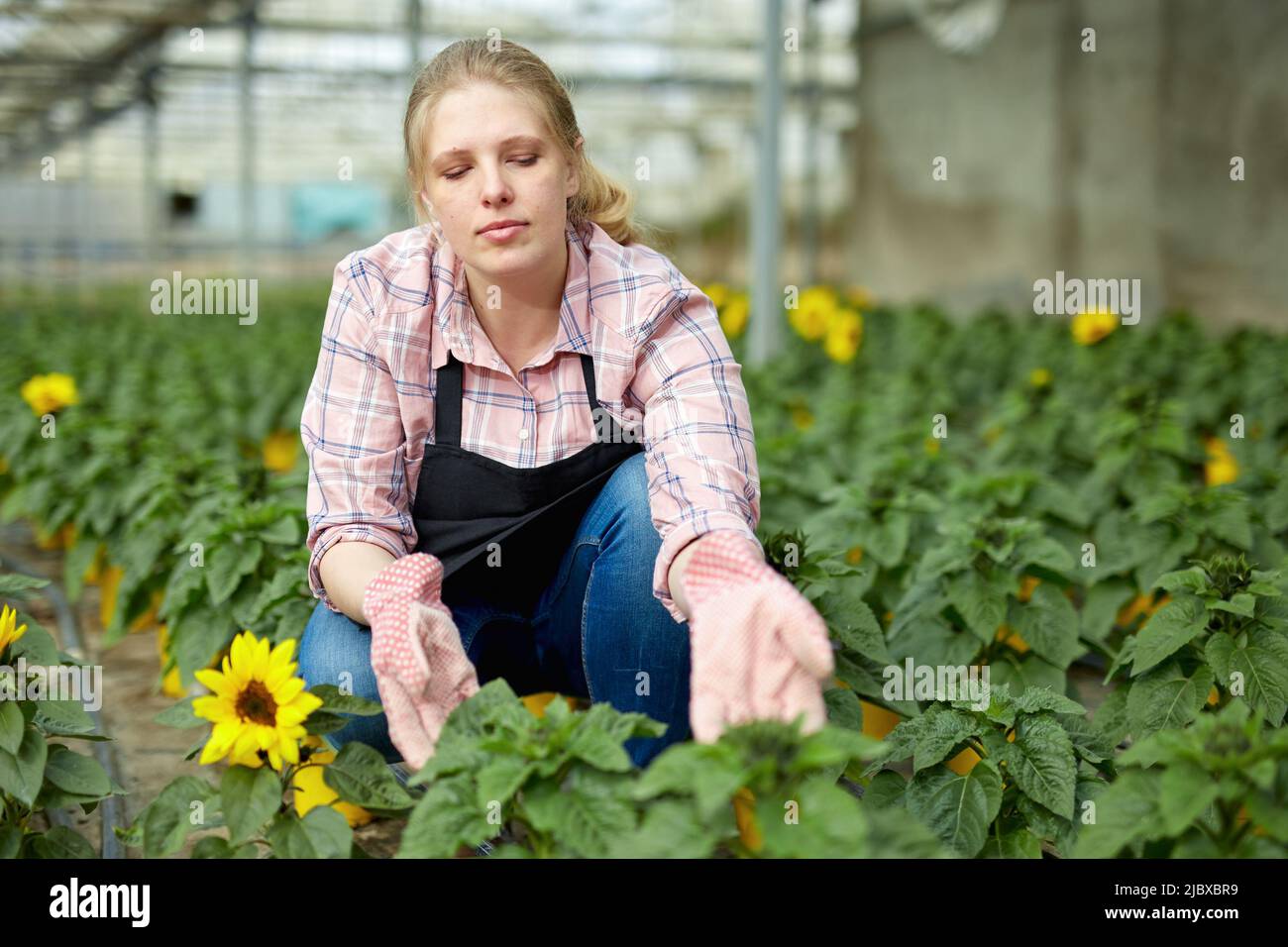 Female caring of decorative sunflowers Stock Photo