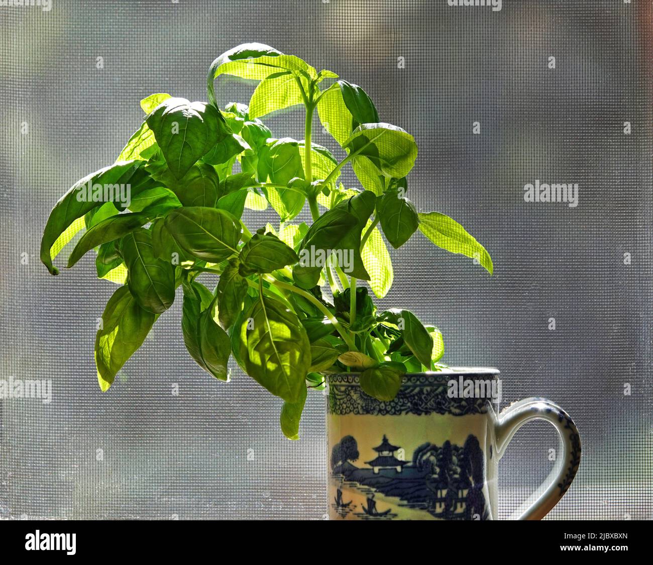 Sprigs of fresh basil in a large tumbler on a window sill. Stock Photo