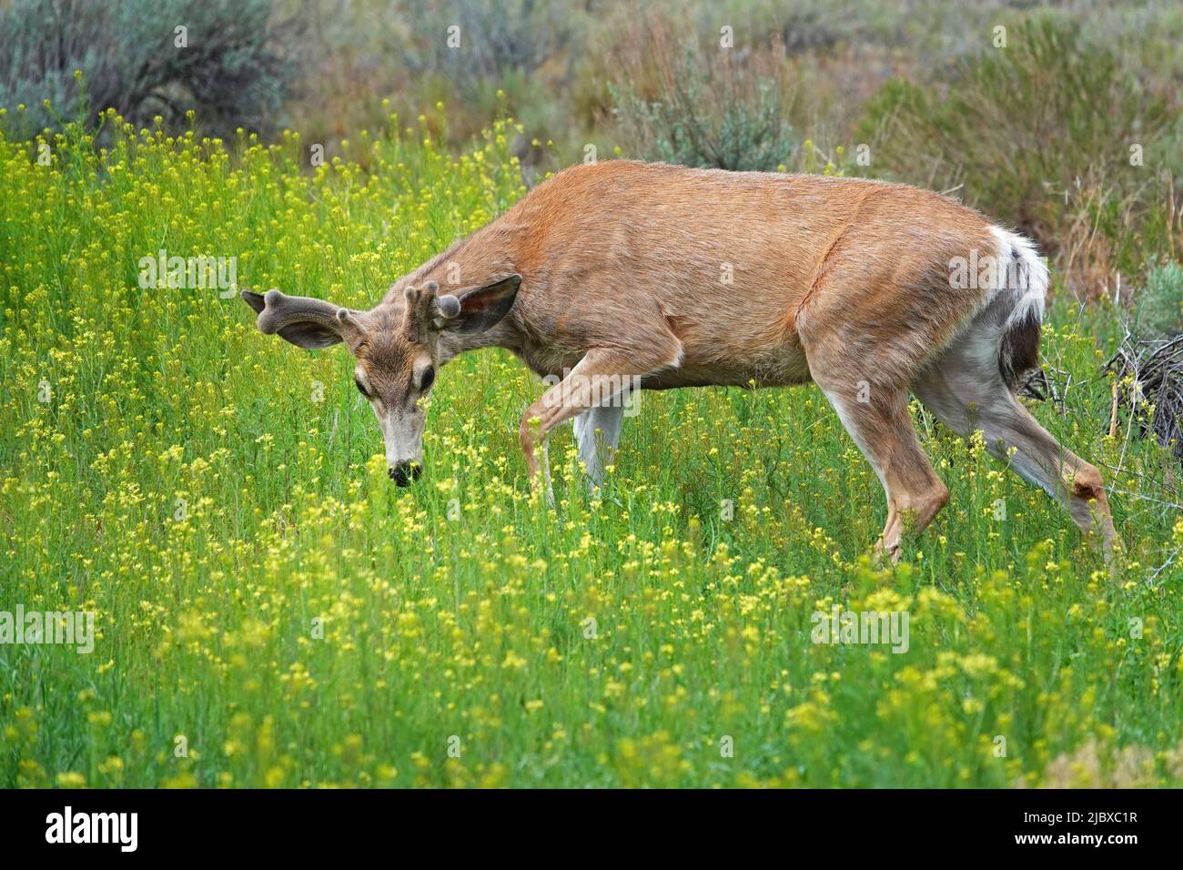 A young black-tailed deer buck with antlers covered with velvet browses in a field of wild mustard in central Oregon. Stock Photo