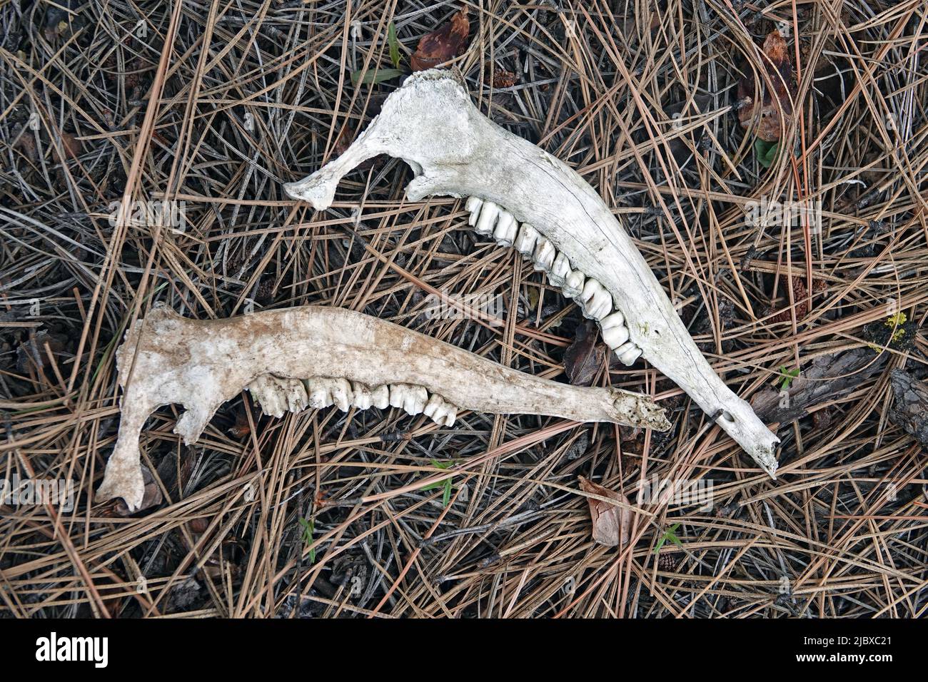 The jawbone of a mule deer on the forest floor in the Cascade Mountains of Oregon. Stock Photo