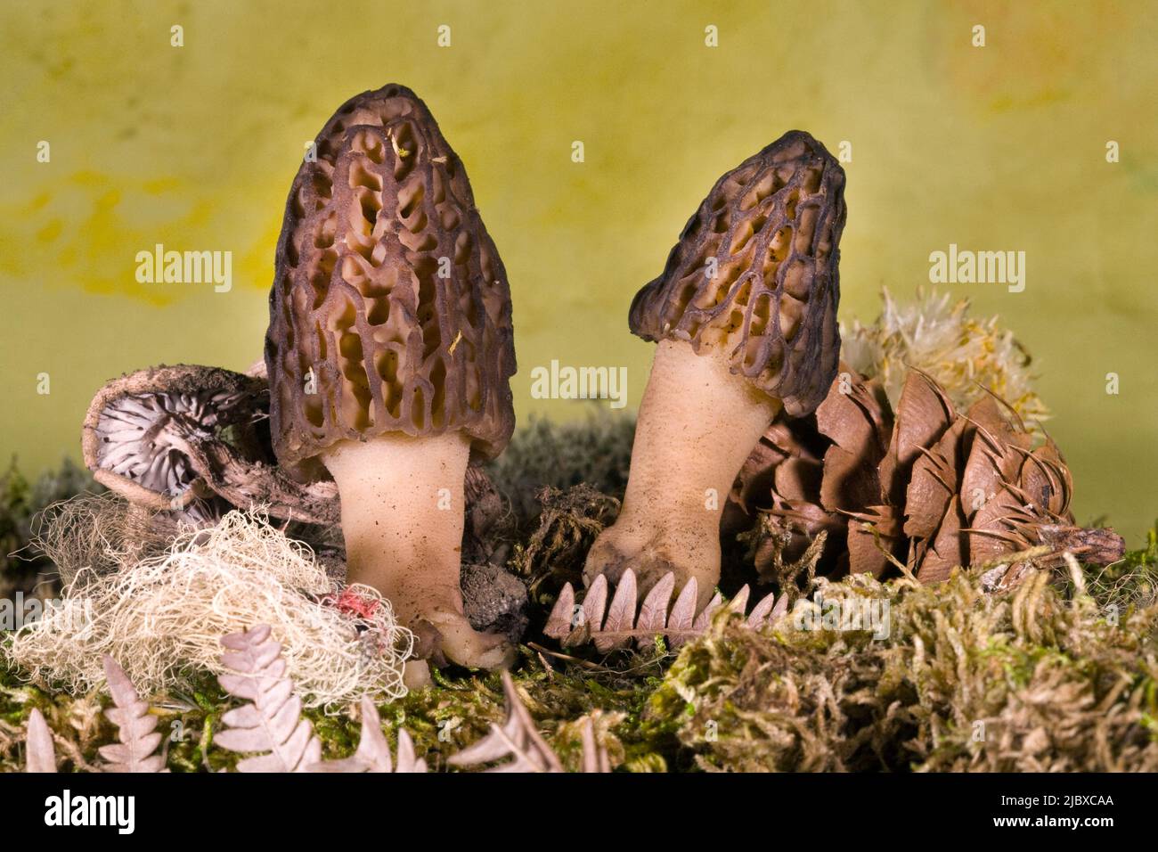Morel mushrooms growing in the Deschutes National Forest near Sisters