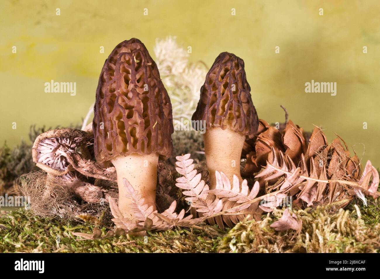 Morel mushrooms growing in the Deschutes National Forest near Sisters, Oregon, in the Cascade Mountains. Stock Photo
