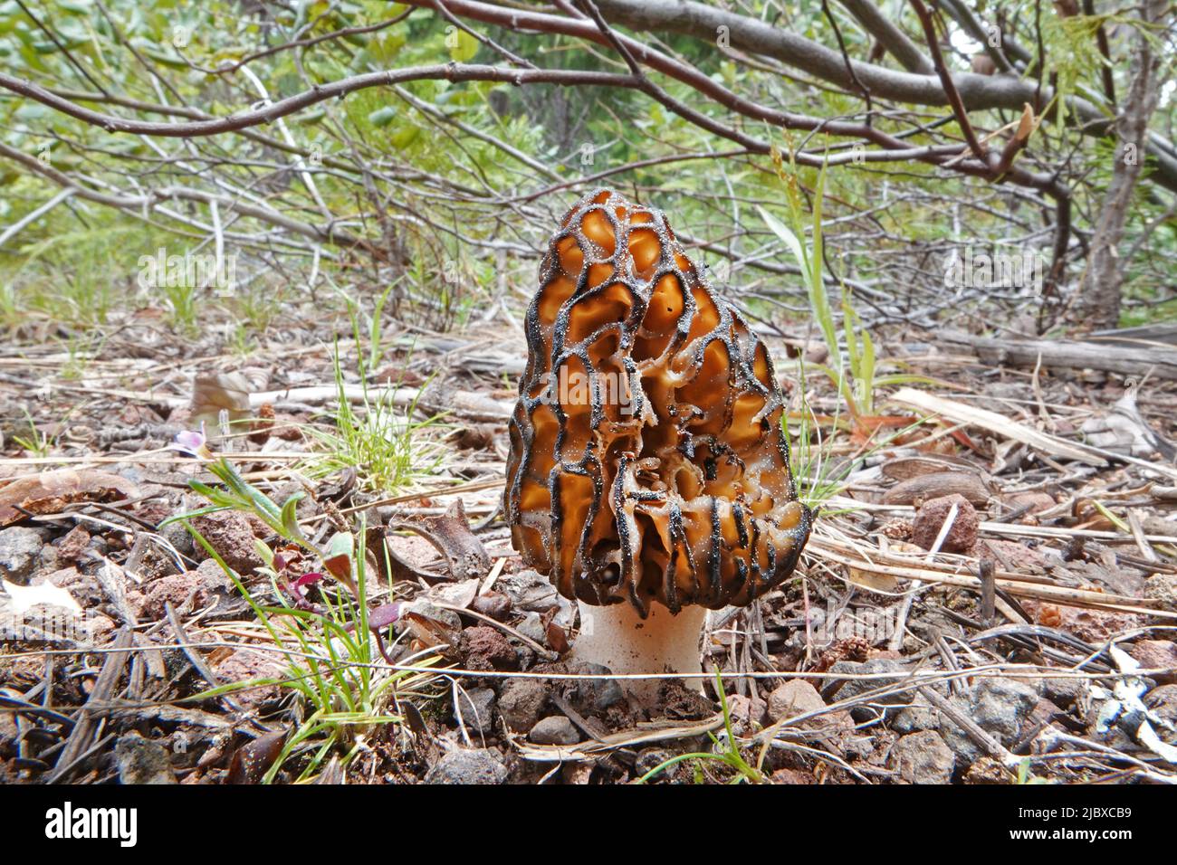 A black morel mushroom, Morchella elata; growing wild in the Cascade
