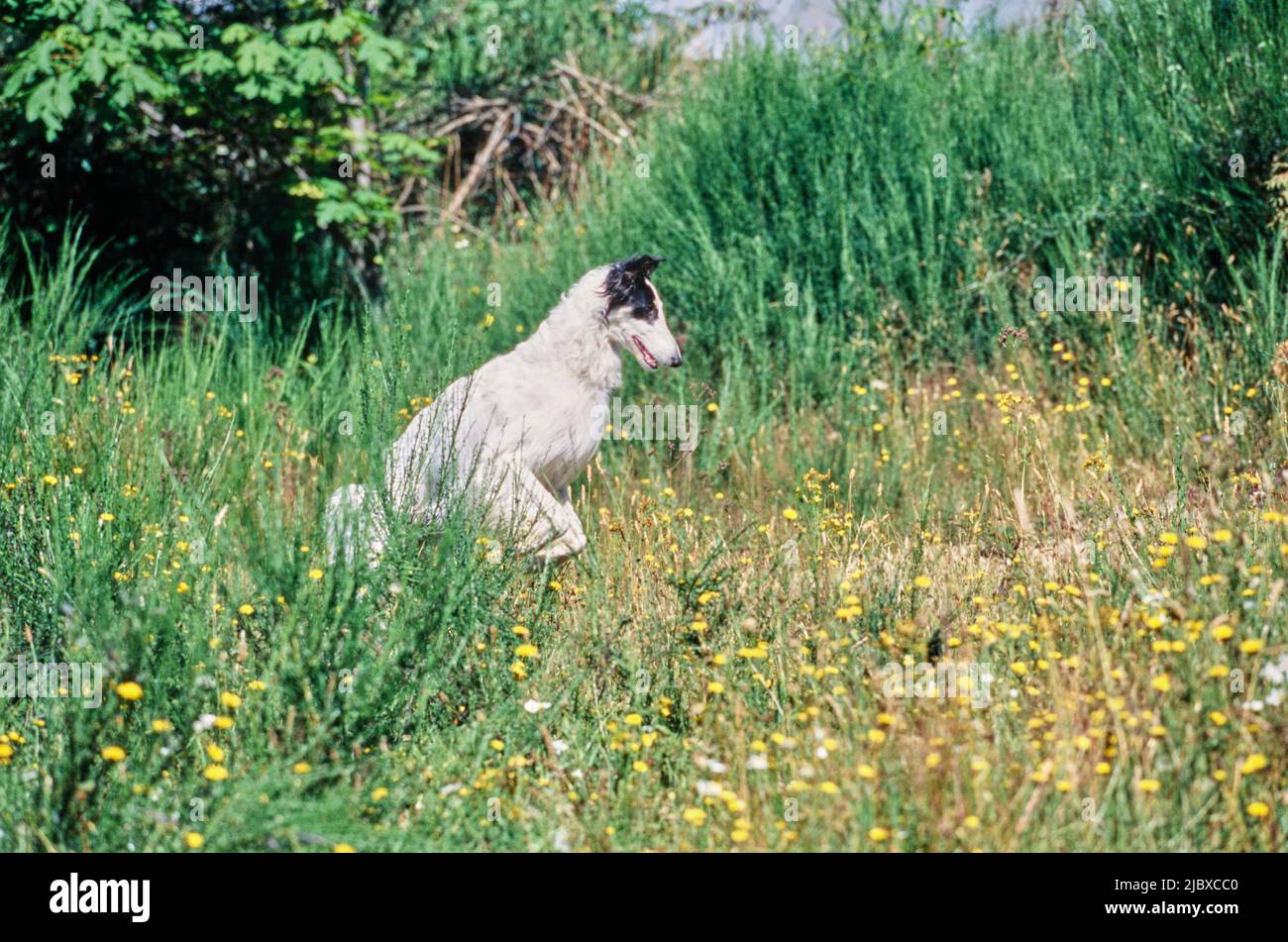A Borzoi dog jumping in tall grass and yellow wildflowers Stock Photo